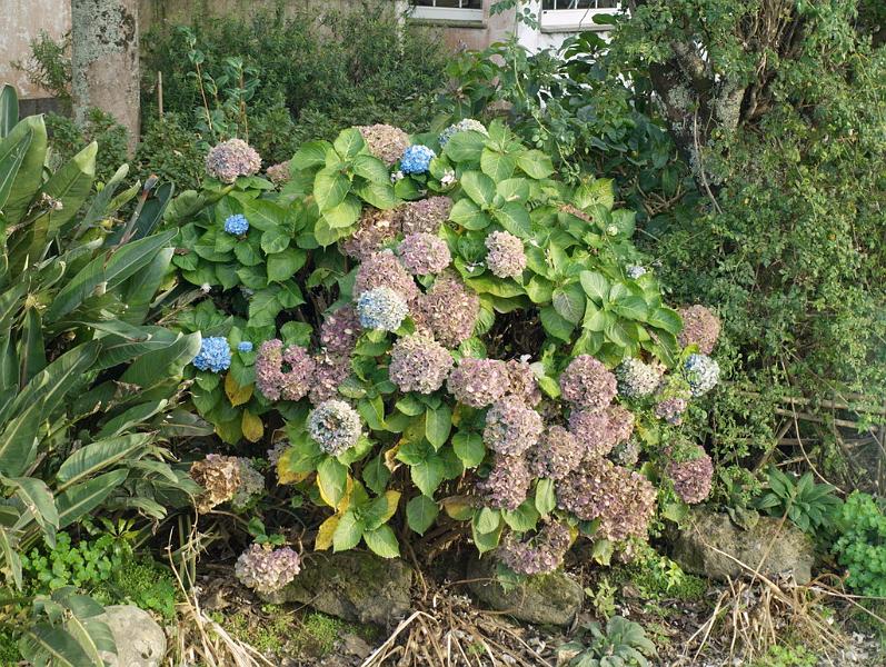 Azorerne 2007 109.jpg - Næsten afblomstret Hortensia